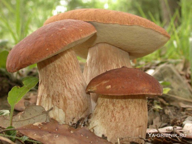Какие грибы растут в лесах России