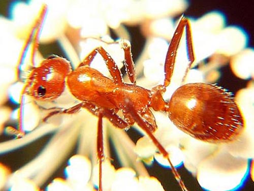 рыжий муравей - не знаю, как от него избавиться
