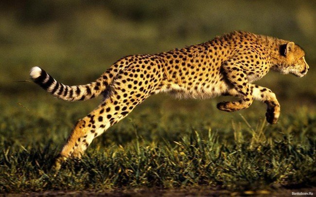 гепард - самый быстрый предок кошки