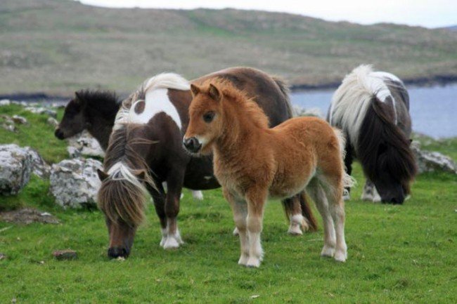 Сколько живут лошади и что влияет на продолжительность?