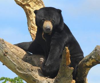 Какие виды медведей существует в природе?