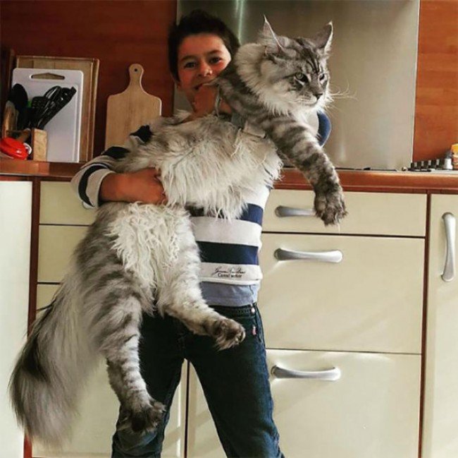 Мэйн-куны самые крупные коты в мире?