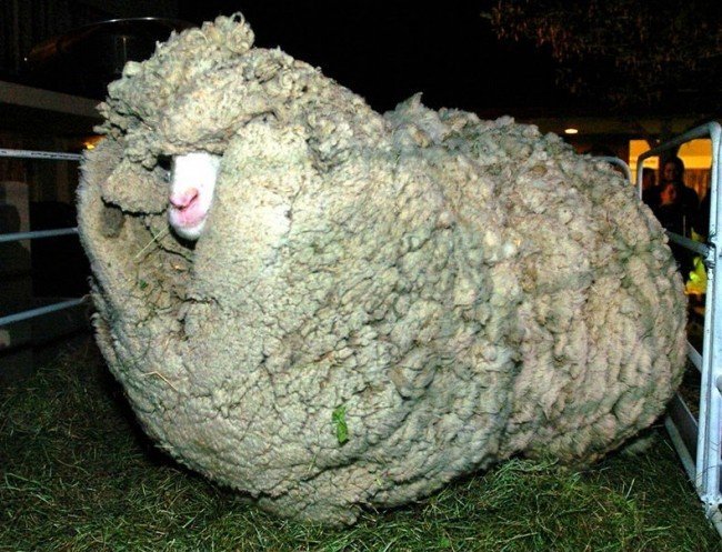 овца Меринос и здоровье человека