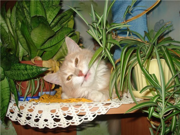 Кошки едят цветы