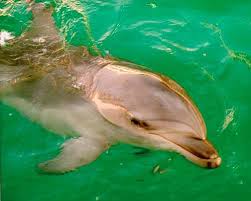 Дельфин спит