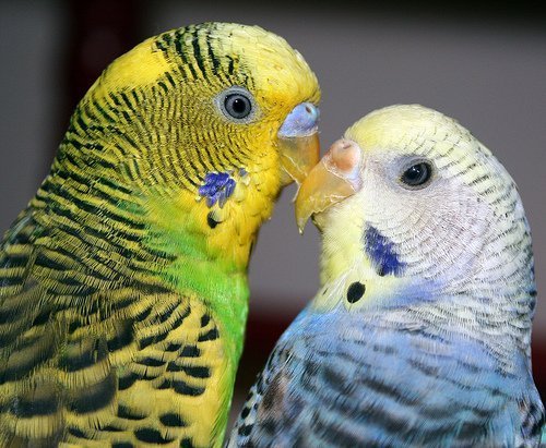 Волнистые попугаи: самец и самка - пробуем определить пол самостоятельно