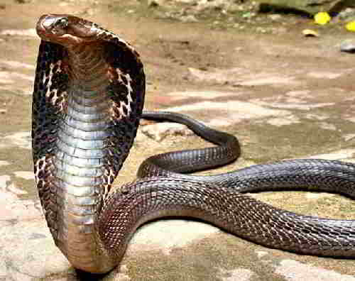 ядовитая кобра
