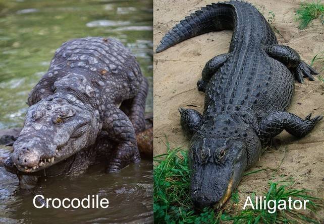 Чем отличается крокодил от аллигатора?