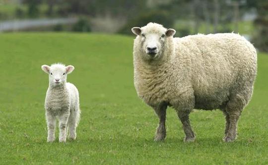 овца,овечка,ягненок,шерсть
