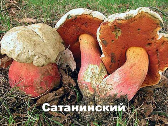 Сатанинский гриб.