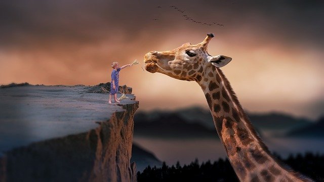 мальчик кормит жирафа