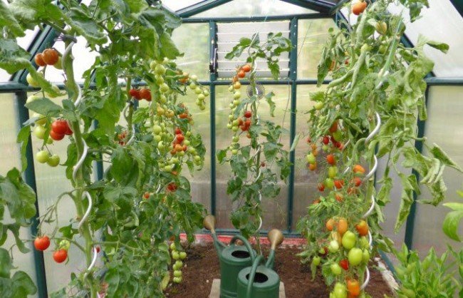 помидоры в теплице