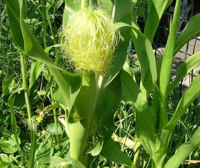 кукуруза на кусту