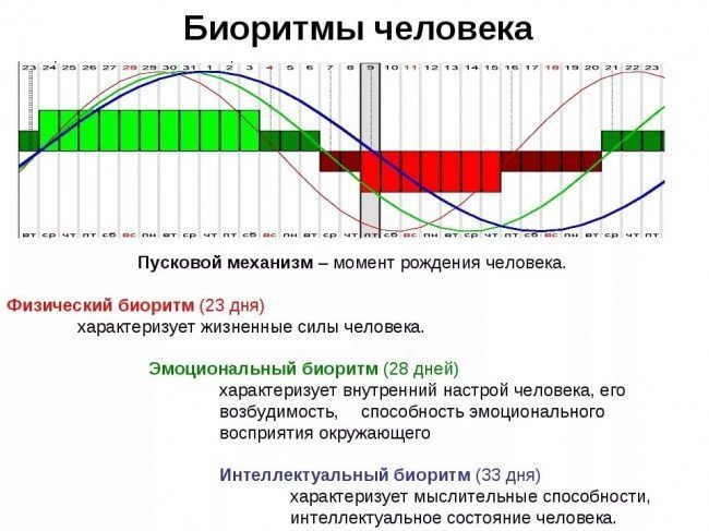 связь с биоритмами