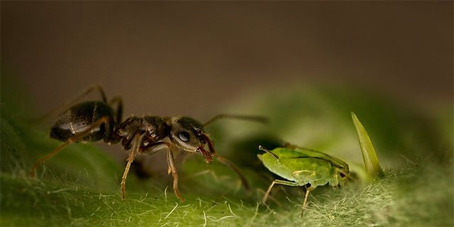 муравьи на огороде