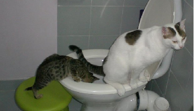 Как взрослого кота приучить к туалету