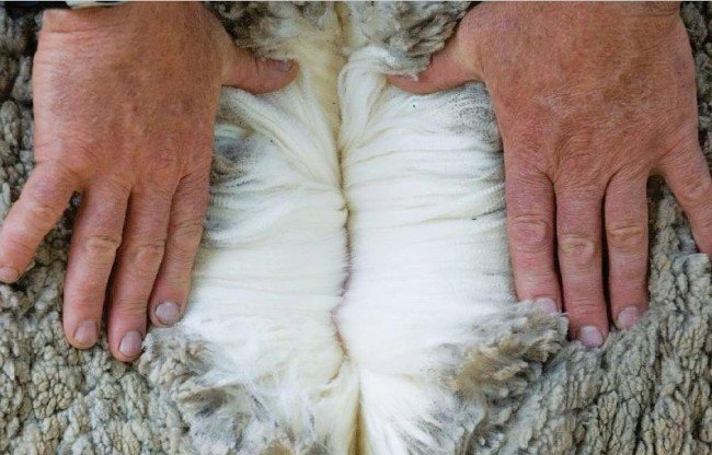 шерсть овцы меринос и здоровье