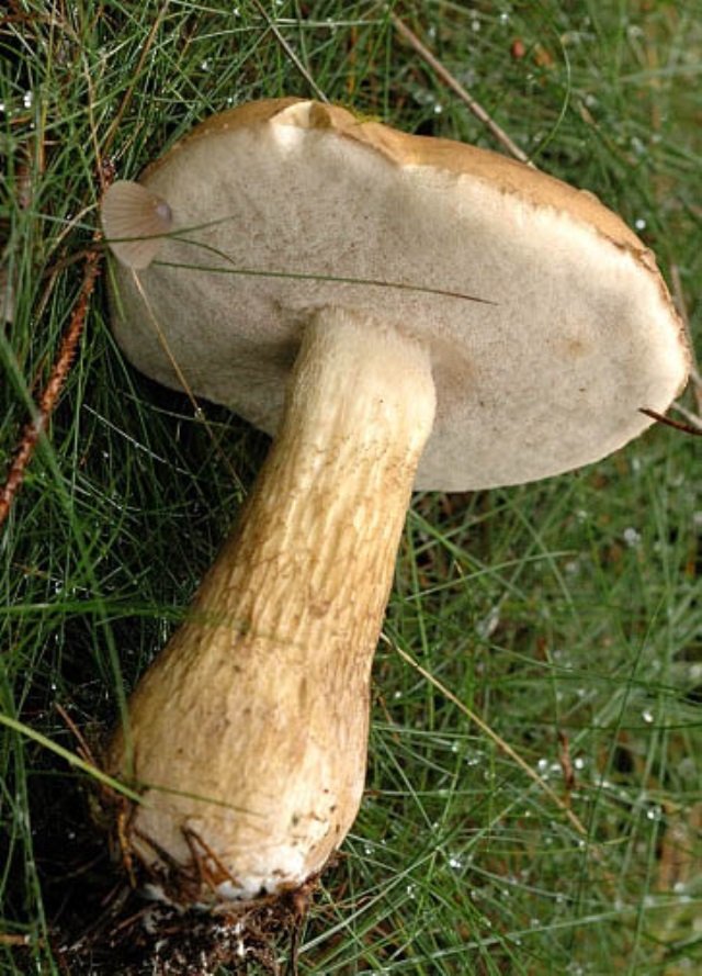 Как отличить ложный белый гриб