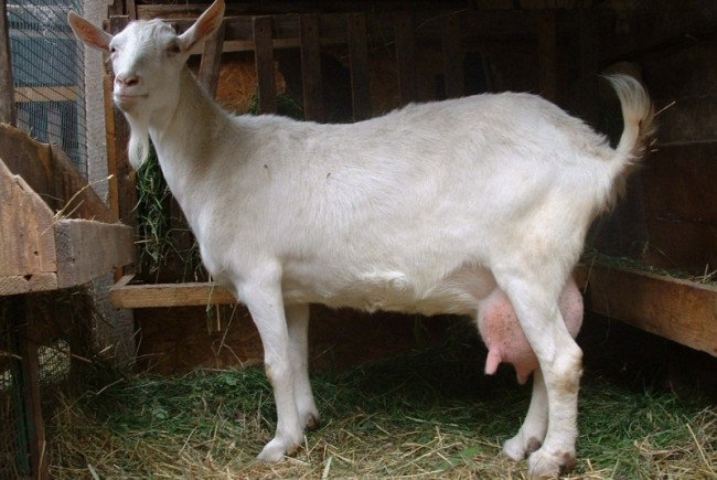 Чем отличаются молочные и пуховые козы?