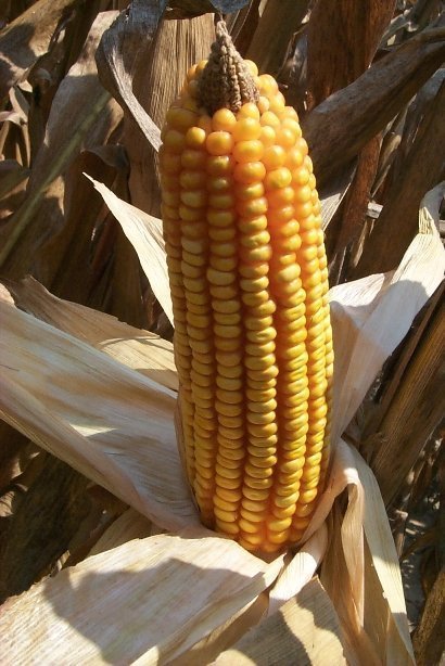 варить кукурузу правильно
