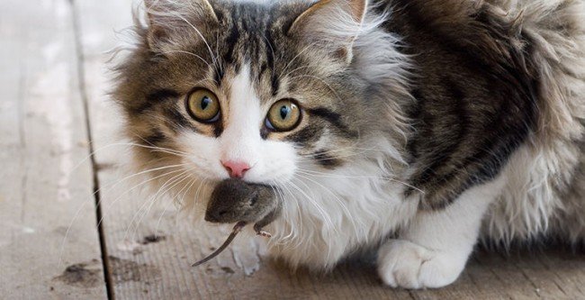 кошки приносят мышек своим хозяевам