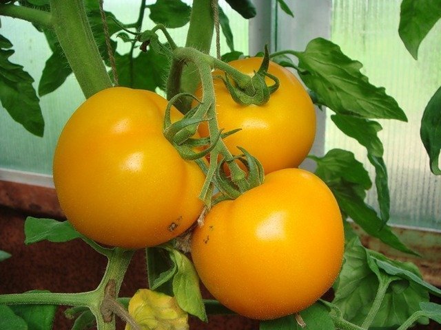 Желтые помидоры