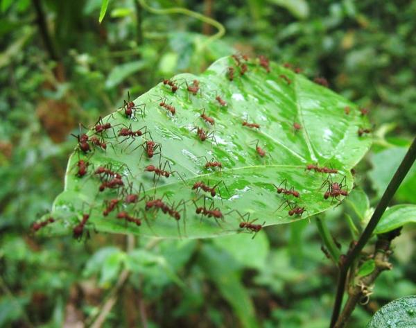 муравьи на садовом участке