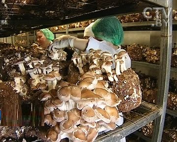 Выращивание гриба шиитаке на дому.