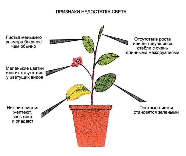 признаки недостатка