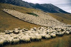 стадо овец меринос: жизнь на природе