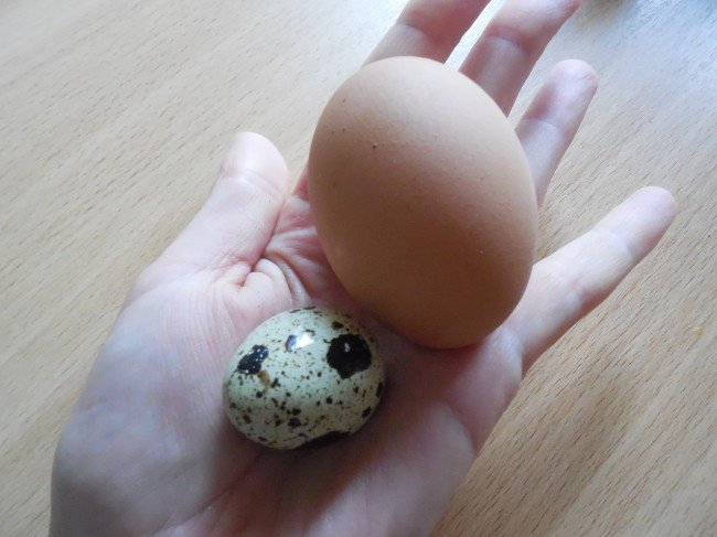 Перепелиное и куриное яйцо