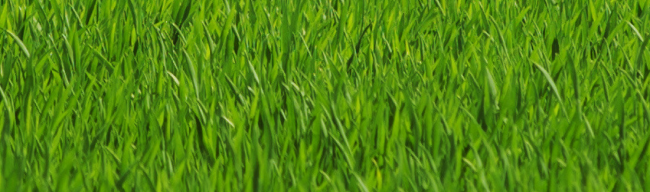 зелёный цвет у травы как объяснить ребёнку