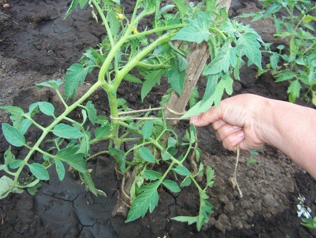 Как правильно подвязать помидоры в открытом грунте