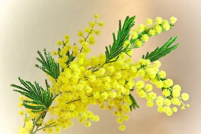 лучший подарок для женщины
