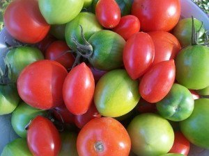 Поспевание томатов