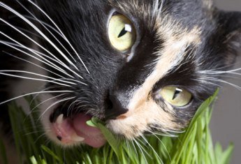 Кошки обожают траву.
