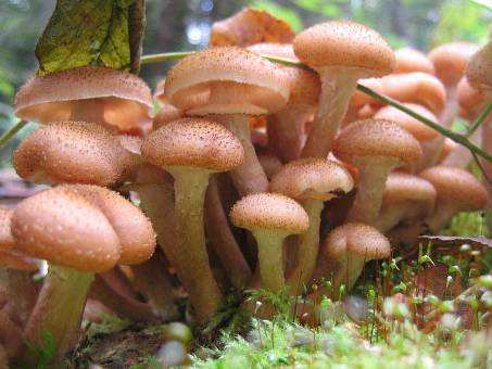 Опята - эти грибы растут целыми семейками