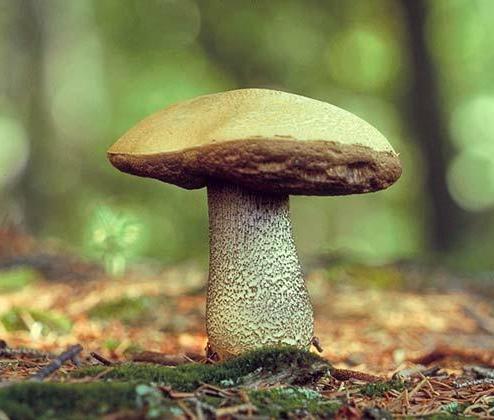Белый гриб - это "король грибов"