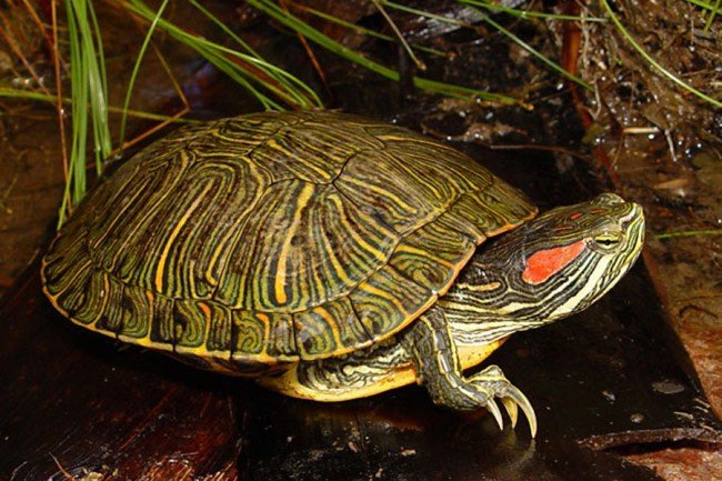 черепаха красноухая