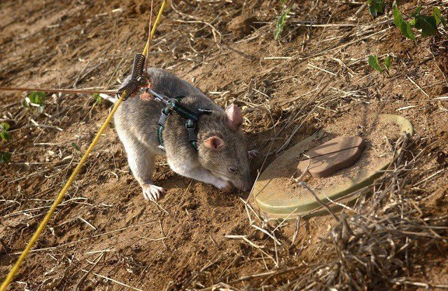 Крысы- саперы за работой