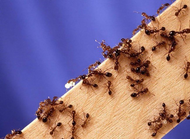 пробуем избавиться от полчища рыжих муравьев