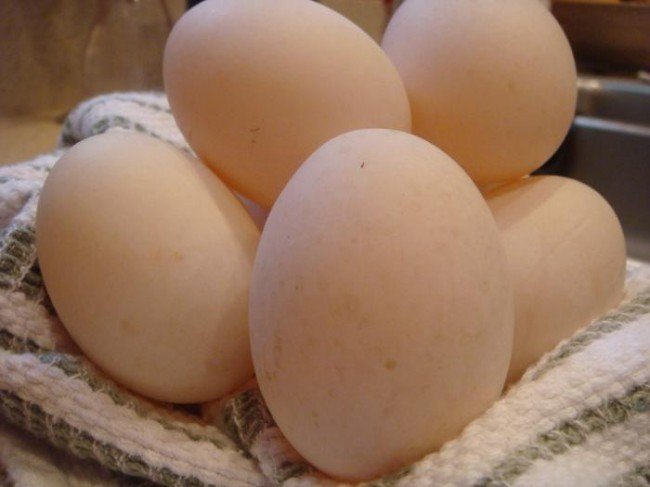 В чем польза утиных яиц?