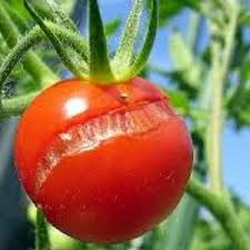 помидоры растрескиваются
