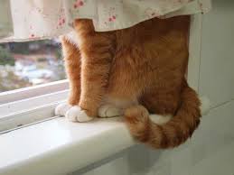 Кот спрятался за шторой