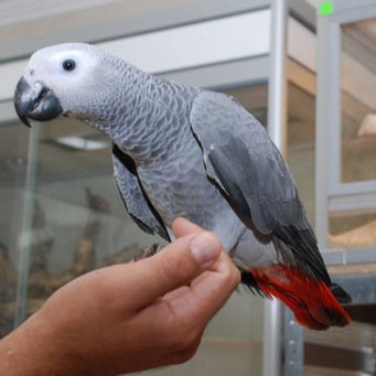 жако - порода попугаев