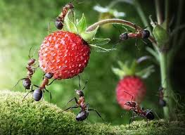 способы борьбы с муравьями