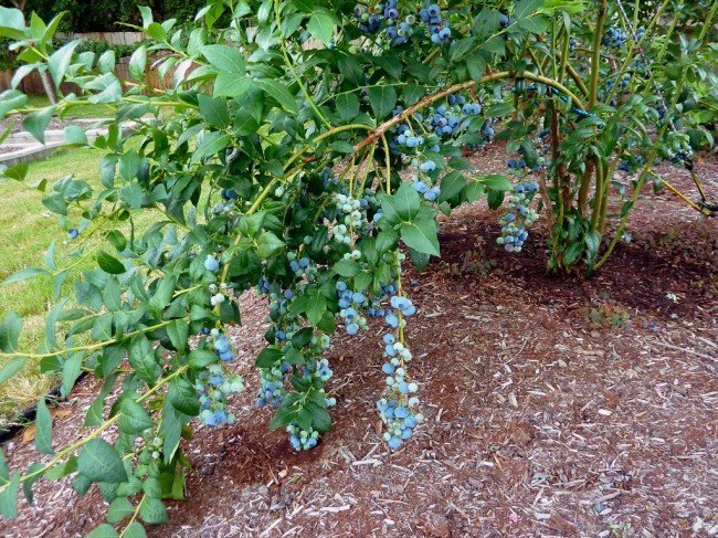 Мульчирование кустов садовой голубики
