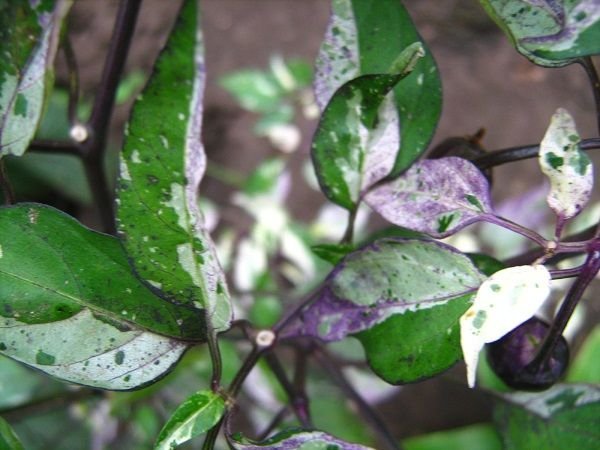 Почему листья у перцев стали фиолетовыми