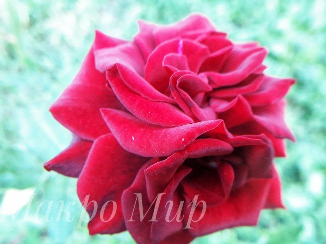 Красная роза. Макро фото.