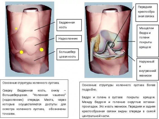 структура колена
